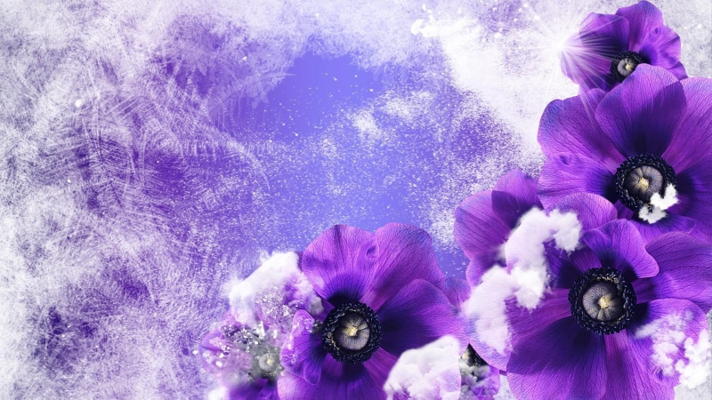 winter, snowing, fleurs, poppies, floral, cold, nature and lan, snow, ice crystals, flowers, purple, 1080P, frost