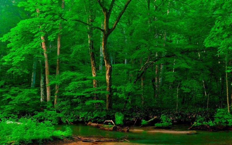 scenics - nature, tranquility, hd high resolution nature 1920x1200, woodland, 1080P, beauty in nature, day, rainforest, idyllic, green, land, plant, tree
