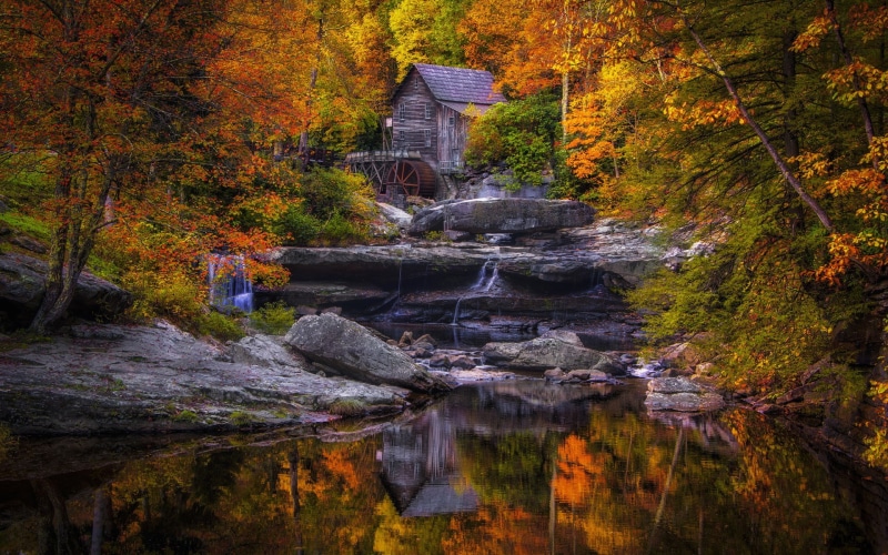 flowing, growth, nature, no people, autumn collection, 1080P, orange color, tree, stream - flowing water, rock - object, scenics - nature, forest, land
