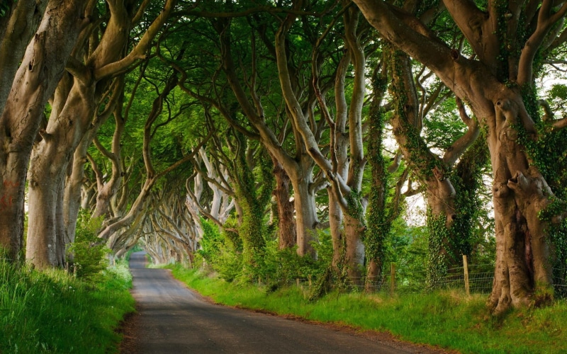 tranquil scene, the way forward, road, tranquility, outdoors, growth, nature, plant, scenics - nature, tree, forest, trunk, beauty in nature, treelined