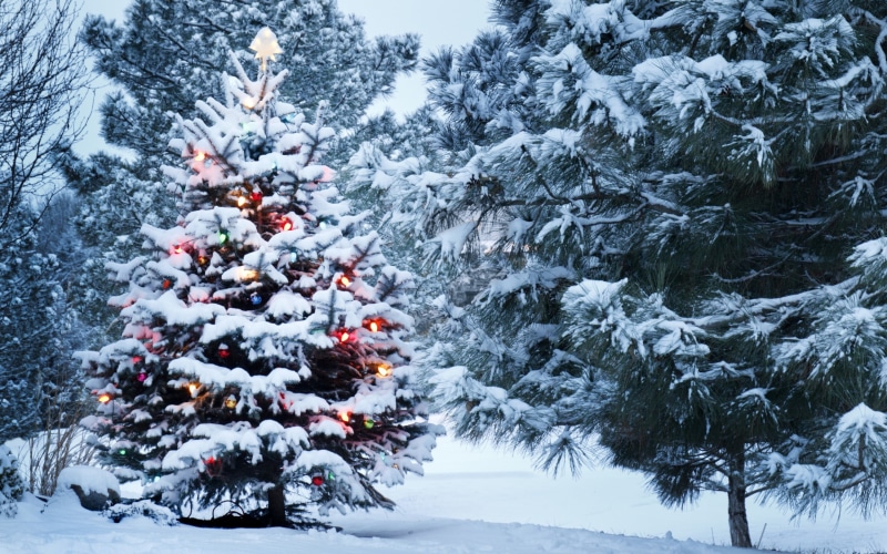 christmas ornament, nature, christmas decoration, outdoors, pine tree, fir tree, snow, christmas tree, christmas lights, tree, 2K, beauty in nature, scenics - nature