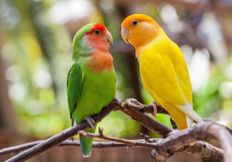 parrots, branches, a couple, lovebird, birds, 1080P