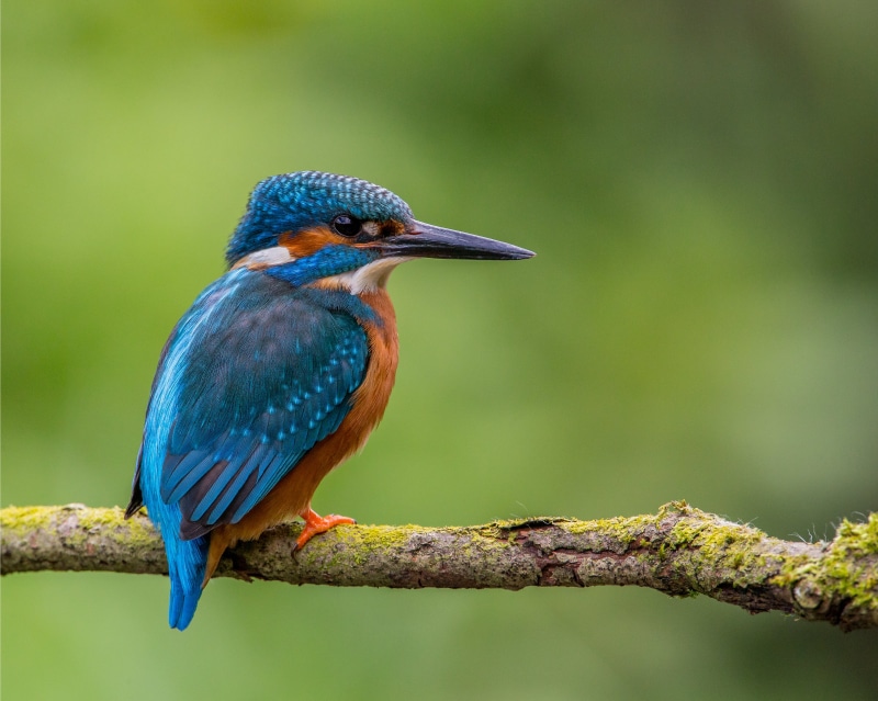 shallow focus, focus, tree, wildlife, Handsome, tree branch, 4K, multi Colored, photography, bird, bee-Eater, branch, Lens, male, shallow, blue, nature