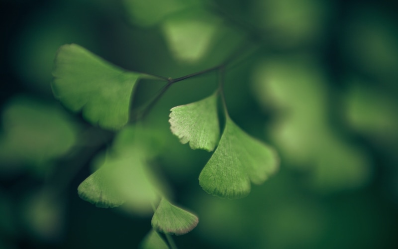 growth, sunlight, leaf, tranquility, color Image, beginnings, botany, macro, tree, lush Foliage, environment, nature, defocused, close-up, season, day