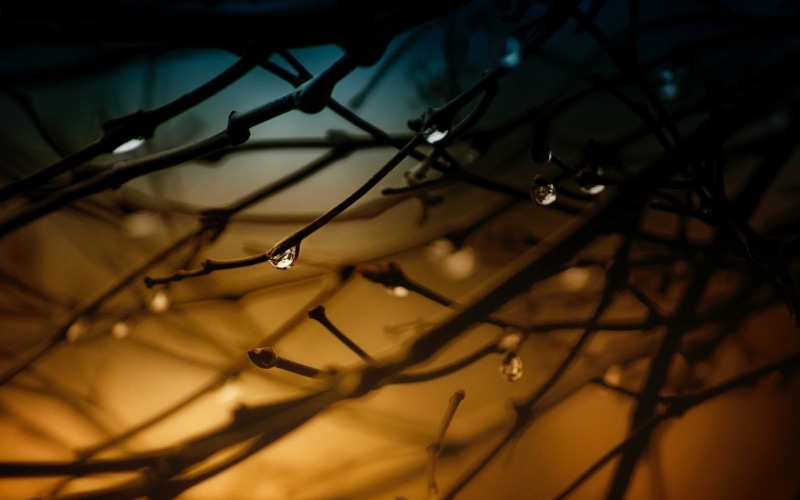 nature, growth, water drops, fragility, spooky, backgrounds, water, raindrops, no People, wet, security, trees, twigs, metal, twig, rain, 720P, beauty in nature