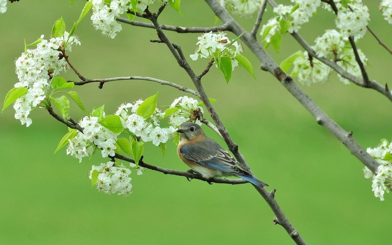 1080P, spring, Bird, blossom, branches, branche, tree