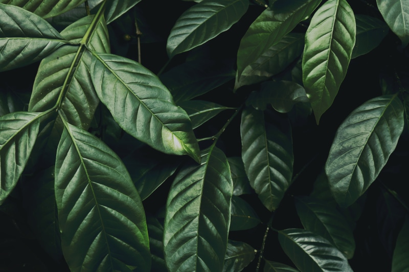glossy, dark green, plant, 5K, leaves, branch