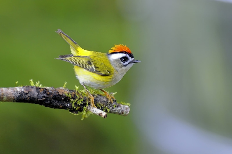 birds, 1080P, branch, animals