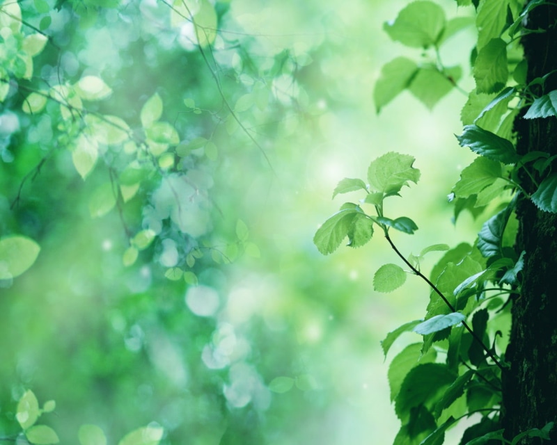outdoors, tranquility, leaves, lush foliage, plant part, nature, plant, trees, leafed, branch, 720P, growth, leaf, foliage, green, freshness, bright, green color