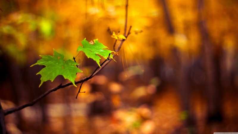 light - Natural Phenomenon, yellow, vine, focus on foreground, color Image, plant part, close-up, autumn, brown, agriculture, colors, red, september, growth
