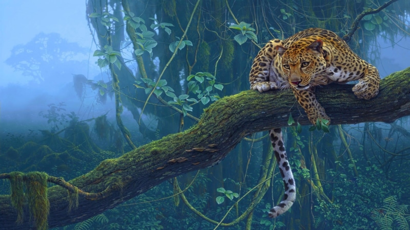 green, animals in the wild, animal wildlife, day, one animal, lying, animal, 1080P, relaxation, carnivora, branch, tree trunk, cat, Daniel Smith, tree