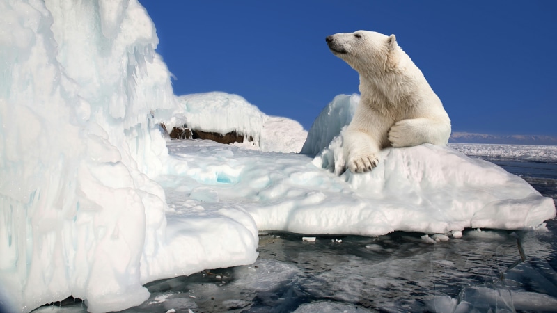 arctic ocean, animal themes, white color, cold temperature, animal, freezing, melting, bear, animals in the wild, glacial landform, nature, ice cap, no people