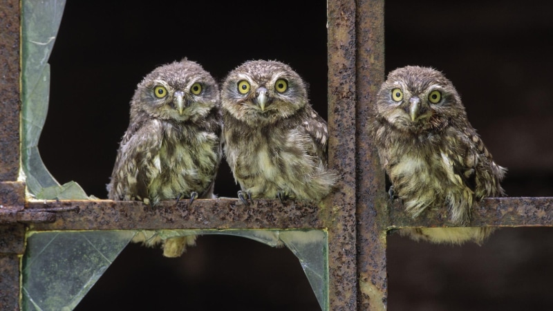 animals, babies, gray, baby, baby owls, birds, three, owls, 1080P, white