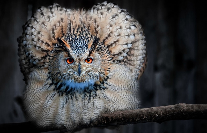 yellow eyes, vertebrate, night, 1080P, front view, portrait, one animal, looking at camera, bird, birds, brown, animals in the wild, animals, nature, animal eye