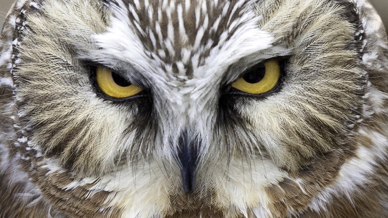no people, animal eye, looking at camera, one animal, close-up, animal head, day, animals, full frame, bird, bird of prey, animal wildlife, gray, 1080P