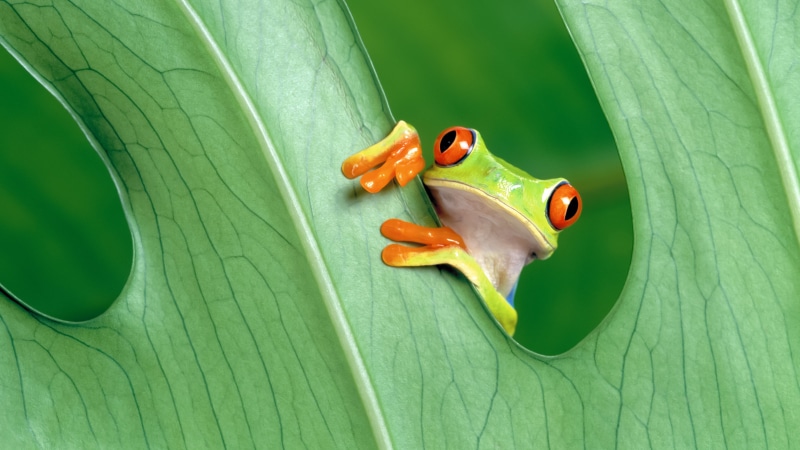 animals in the wild, animal wildlife, no people, invertebrate, freshness, plant part, nature, leaves, animal, 5K, one animal, animal themes, red, day