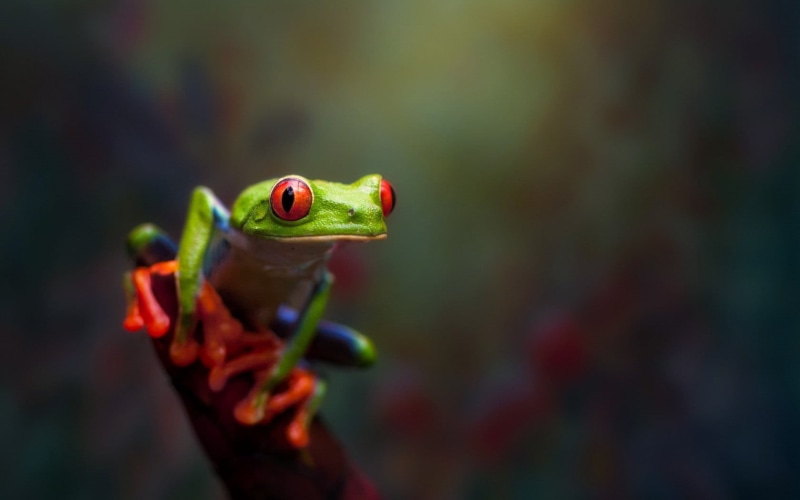 animal themes, selective focus, outdoors, one animal, amphibian, animal eye, reptile, animal head, focus on foreground, close-up, day, no people, animals in the wild