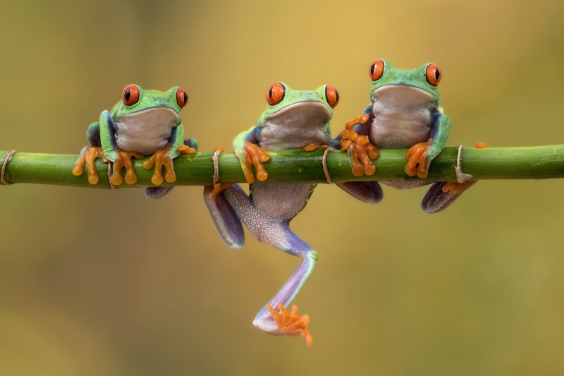 three, animal, nature, toes, Agalychnis callidryas, branch, red eyes, frog, wildlife, Red-eyed tree frog, lot, tilt shift photography, green, green frog