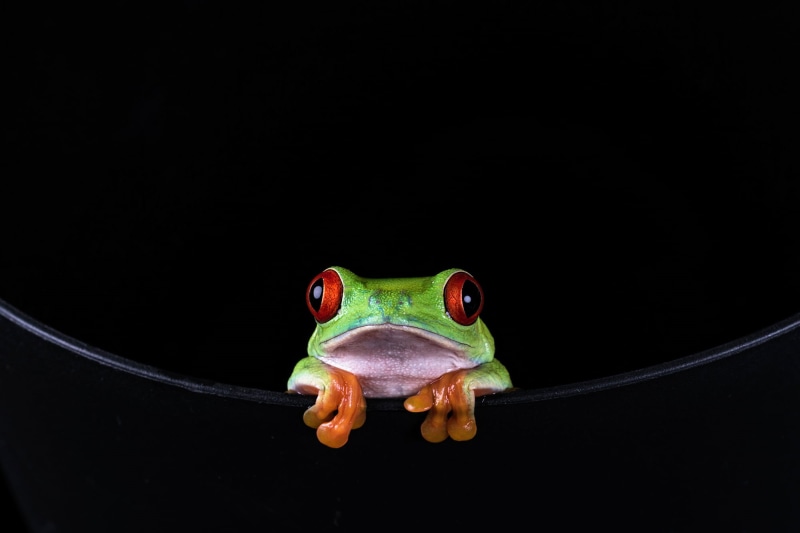 red, animal, wildlife, tree Frog, nature, Bournemouth, frog, eye, amphibian, close-up, Red-eyed Tree Frog, 1080P, tree, Agalychnis callidryas, green Color