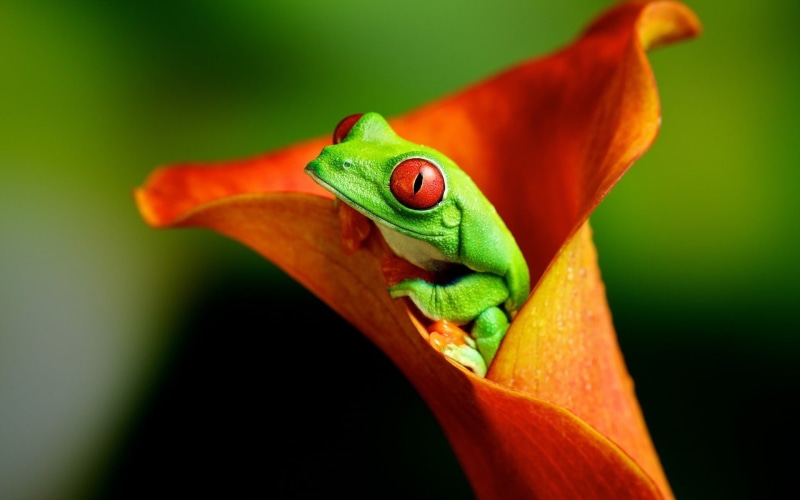 leaf, nature, one animal, focus on foreground, Red-Eyed Tree Frogs, close-up, animal themes, red, flowers, vertebrate, eye, day, beauty in nature, flower