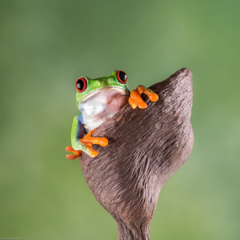 explored, tree, animal, f2.8, selective focus, frog, Red Eyed Tree frog, 1080P, green Color, looking, eyed, MFT, pro, OMD, tree Frog, selective, amphibian