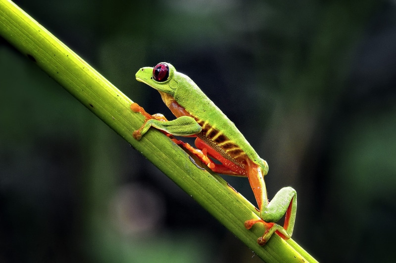 red, 2K, Red-Eyed Tree Frog, green, green Color, wildlife, ofg, journey, nature, close-up, selective, green frog, green branch, frog, branch, costa Rica