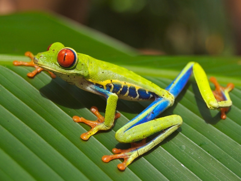 jungle, plant, closeup, tropical Rainforest, animals in the wild, frog, red eyed, photography, vertebrate, cute, animal wildlife, wildlife, tree Frog, closeup photography