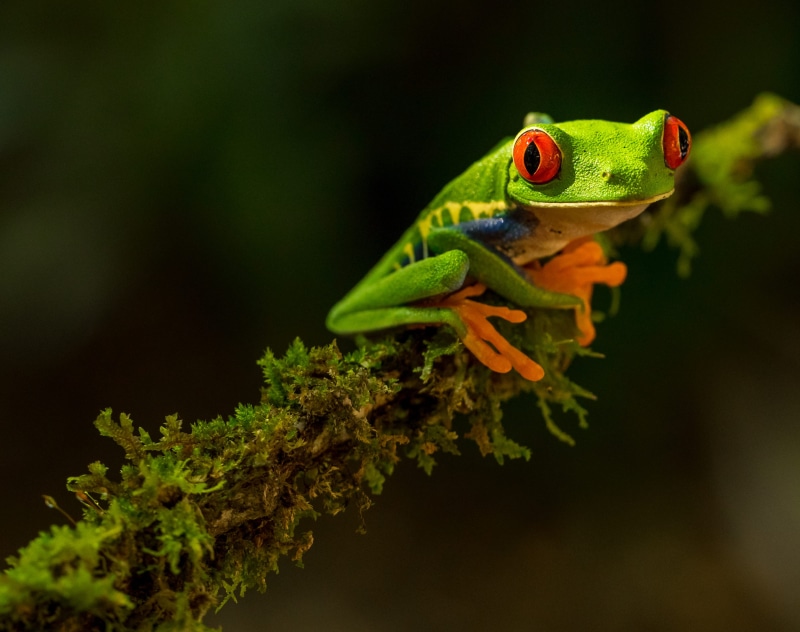 insect, gecko, nature, animal wildlife, moss, invertebrate, cricket insect, plant, amphibian, branch, animal, day, 2K, green, frog, animal themes, reptile