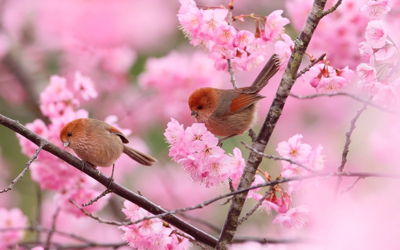 Spring, 1080P, Pink, Branches, Flowers, Birds, Two