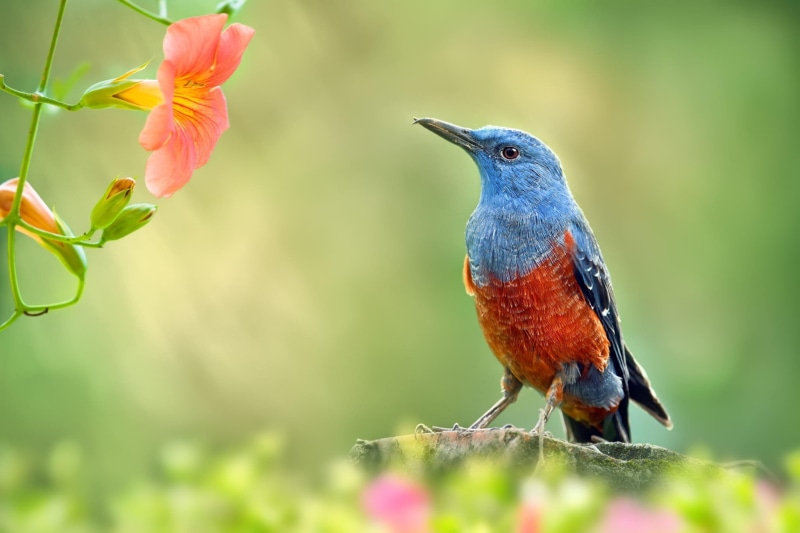 1080P, Bird, flowers, garden, Nature, orange, Macro, branch, blue