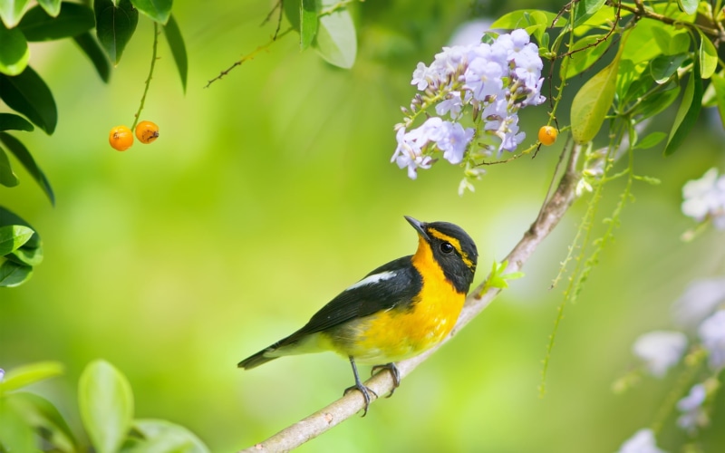 Japanese, Flycatcher, Photography, black, Paradise, parakeet, Spring, Flowers, Birds, 1080P, yellow