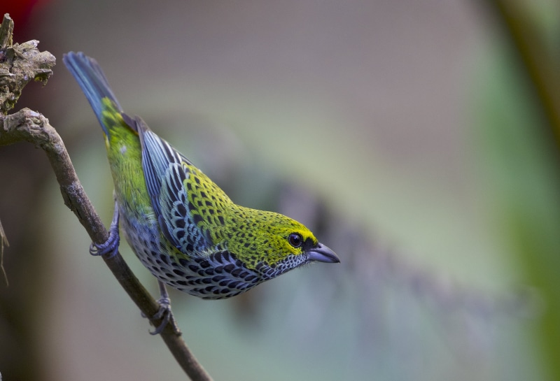 yellow, animals In The Wild, wildlife, Naturalist, bird, tree branch, Tangara guttata, animal, Journeys, tanager, Speckled Tanager, close-up, beak, multi Colored