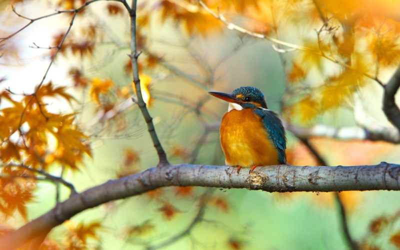 Yellow, 1080P, Autumn, Branch, Bird, Tree, Kingfisher, Leaves