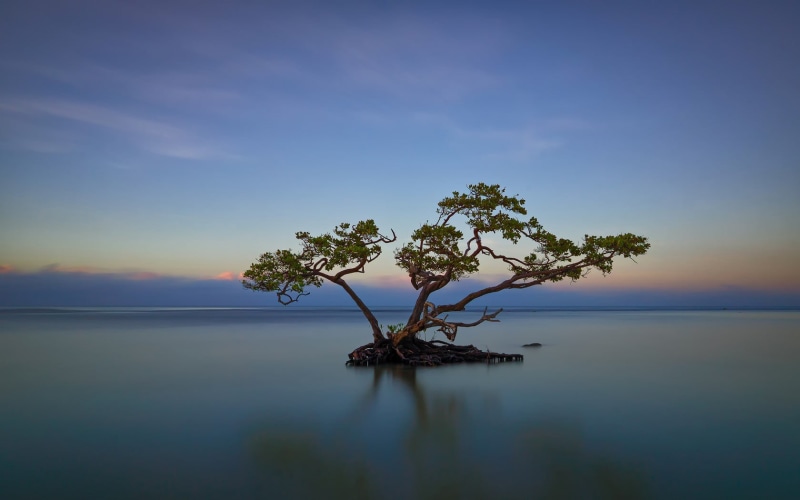 tranquil Scene, leafed, beauty In Nature, dusk, growth, day, nature, green, sea, sunrise - Dawn, tropical Climate, clouds, non-urban scene, lake, long exposure