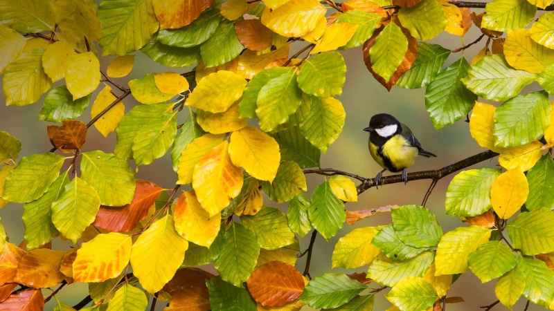 outdoors, animals, plant part, tree, nature, fall, growth, black, branch, animals in the wild, birds, yellow, leaf, one animal, bird, animal themes, vertebrate