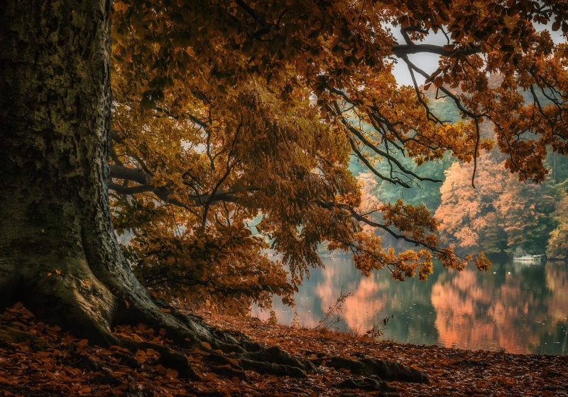 water, body, yellow, day, branch, lake, 720P, land, tranquility, forest, nature, tree, Poland, trees, landscape, natural condition, autumn, near, growth