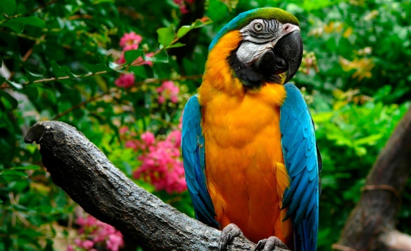plant, blue, no people, nature, one animal, parrot, animal wildlife, yellow, beak, animal, animal themes, Animals, blue-and-gold macaw, Parrots, beauty in nature