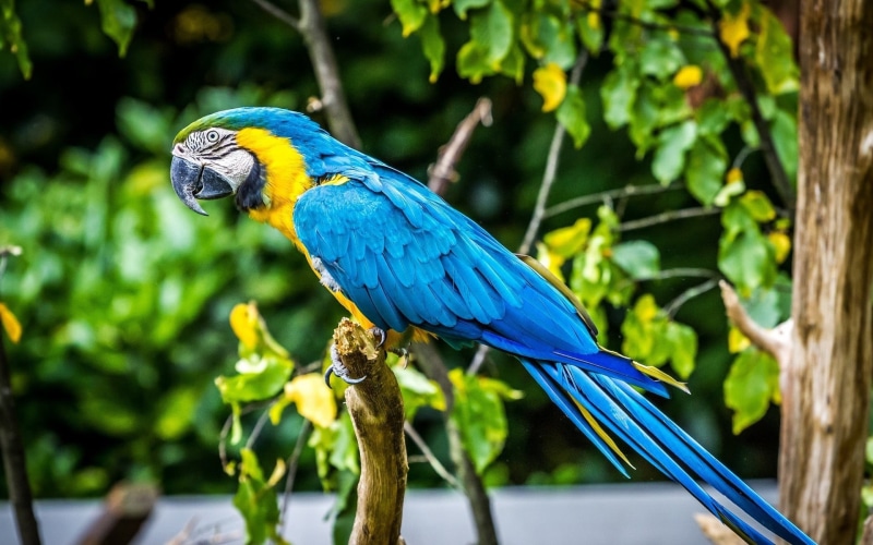 one animal, plant, perching, macaw, close-up, gold and blue macaw, animal wildlife, animal, parrot, macaws, focus on foreground, rainforest, animals in the wild