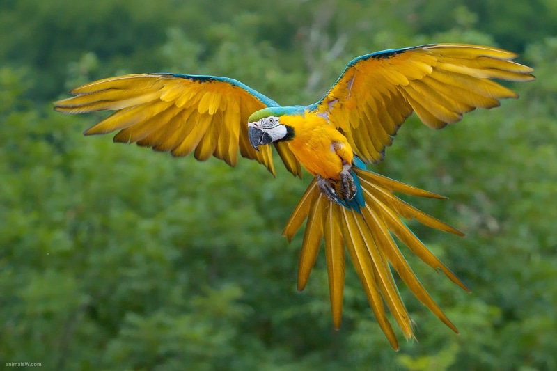 green, nature, macaw, flying, 1080P, yellow, parrot, bird, animals, blue