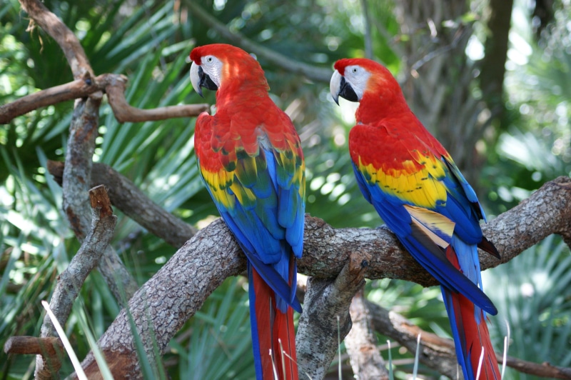 branch, large, scarlet macaw, leaves, animal wildlife, blue, red ara, sitting, exotic, bird, parrots, focus on foreground, colorful, big, plant, outdoors