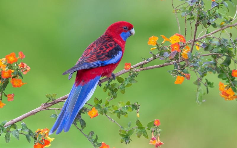 Flowers, Feathers, Parrot, Red, Twigs, Bird, Blue, 1080P