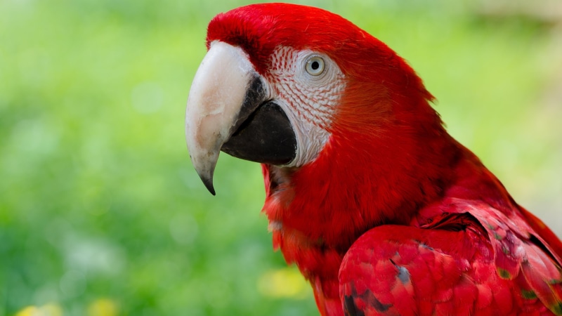 focus on foreground, closeup, animal head, beak, birds, bird, zoology, one animal, nature, macaws, scarlet macaw, vertebrate, animal neck, day, no people
