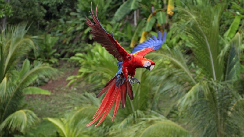 animals in the wild, nature, red, day, one animal, blue, animal wildlife, vertebrate, macaw, animal, macaws, flying, green color, bird, plant, beauty in nature