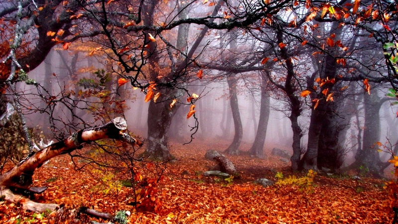 deciduous, forest, autumn, branch, tree, 4K, woods, leaves, fog, woodland, nature