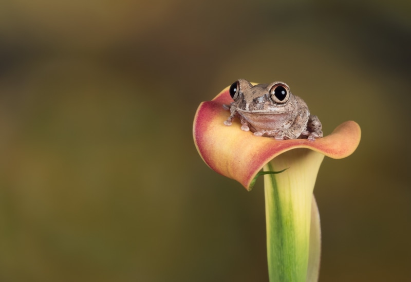 photo, close-up, frog, toad, Olympus, flash, brown frog, wildlife, calla, close, 60mm, OMD EM5 MII, Calla Lily, yellow, lily, 4K, Explored, red, macro
