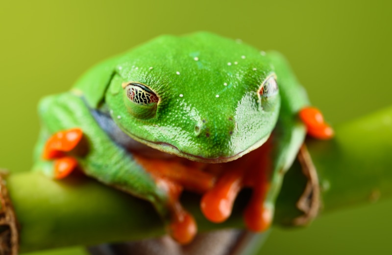Nikon D810, Captive, Macro, animal, Goodnight, amphibian, branch, nature, close-up, 90mm, Tamron, orange, red eyed tree frog, green, green Color, Light