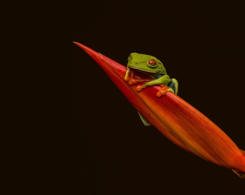2K, red, tree, animal, amphibian, green, wildlife, Red-eyed Tree Frog, tree Frog, Rain Forest, nature, green tree frog, green Color, eyed, close-up, plant
