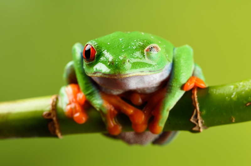 amphibian, green, Tamron, 4K, wildlife, Im Still Here, orange, close-up, reptile, frog, Macro, animal, 90mm, red eyed tree frog, tree Frog, Nikon D810