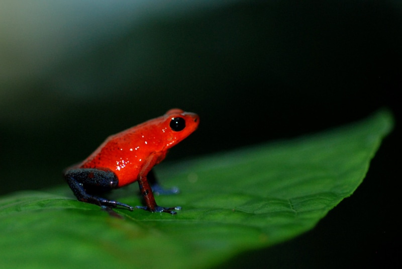 close-up, macro, Costa Rica, 2K, selective focus, Poison Dart Frog, red frog, binomial, taxonomy, wildlife, animal, on top, Strawberry Poison Dart Frog