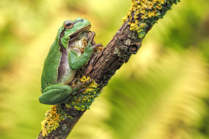 Nature, Animal, Amphibian, the frog, green, Macro, wildlife, laubtrosh, close up, 1080P, frog, germany